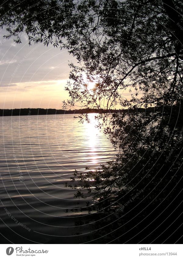 Sunset at the river Havel Potsdam Tree Leaf Waves Horizon Evening Water River Werder Havel Twig Reflection