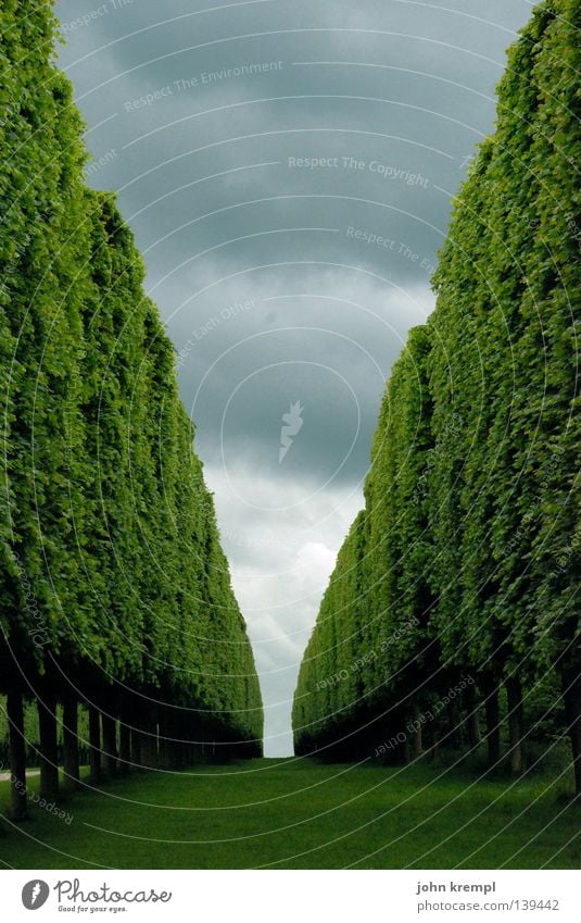 shining Green Hedge Bushes Tree Vanishing point Horizon Clouds Bad weather Paris Versailles France Geometry Orderliness Historic Garden Park Branch Sky