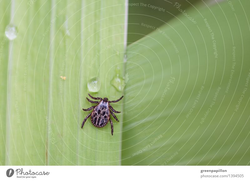 Dangerous beasts - tick on leaf Health care Drops of water Grass Bushes Dog Tick dog tick 1 Animal Hiking Illness TBE early summer meningitis Lyme disease