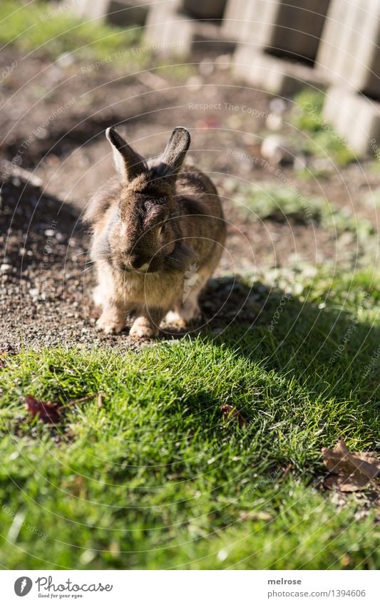 caught ... gg Elegant Style Nature Earth Sunlight Autumn Beautiful weather Grass Garden Pet Animal face Pelt Paw Hare ears Mammal Lion's head Pygmy rabbit Snout