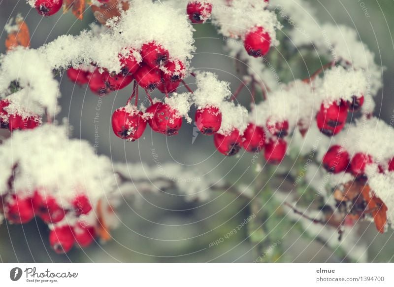 hawthorn sorbet Fruit wild fruit Snow Hawthorn Hedge Sphere conservation Sorbet Cold Round Red White Anticipation Surprise Design Elegant To enjoy Inspiration