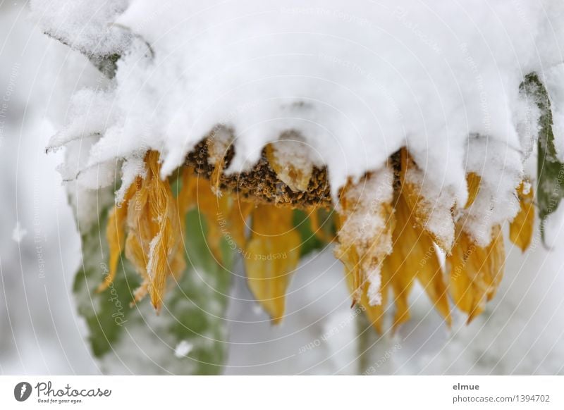 end of season Plant Climate change Ice Frost Snow Flower Blossom Sunflower Network Surprise Freeze Exceptional Blonde Cold Yellow White Serene Calm Loneliness