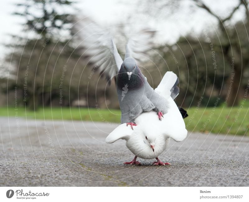 two pigeons Environment Nature Animal Bird Pigeon animal sex Animalistic Sex Ranking birds Subordinate Fight Gender gender struggle Rutting season Argument