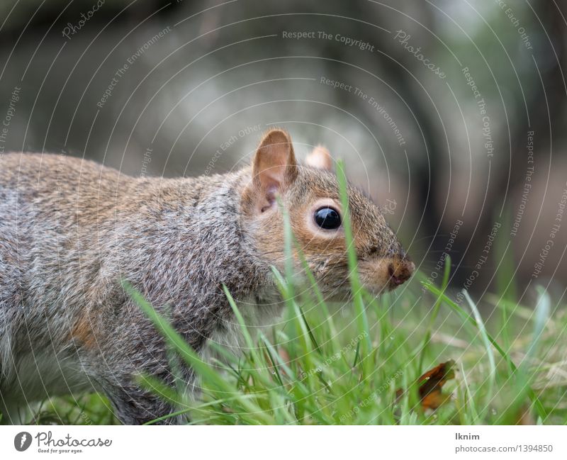 Squirrels in the grass Environment Garden Park Meadow Animal Wild animal grey squirrels oak catkin Discover Brown Gray Green Search Lawn Grass Ground