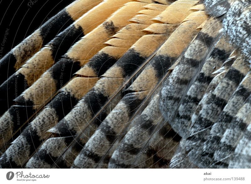 kestrel Falcon Kestrel Bird of prey Animal Hunter Feed To feed Watchfulness Testing & Control Hunting Fear Air Nosedive Panic Beautiful hawk Wing Feather