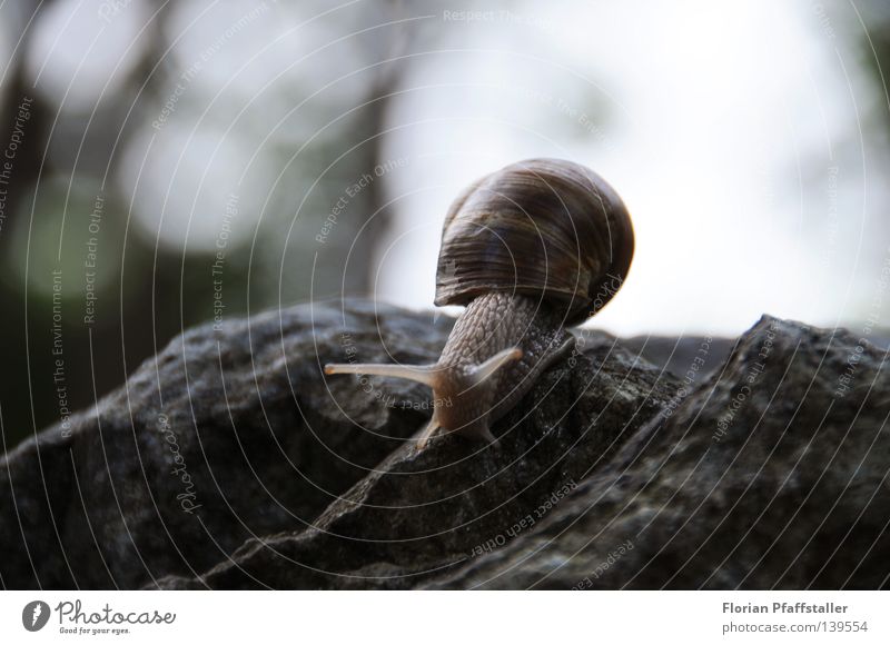 travel with house Snail shell House (Residential Structure) Blur Slowly Slow motion Animal Slimy Small Effort Deep Corner Austria Nature Blind Weight