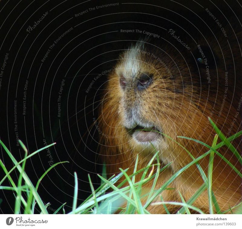 Clearly in the lead Guinea pig Lips Whisker Nostril Dark Grass Blade of grass Foliage plant Feed Timidity Fear Brave Arrogant Majestic Dominant Curiosity Alert