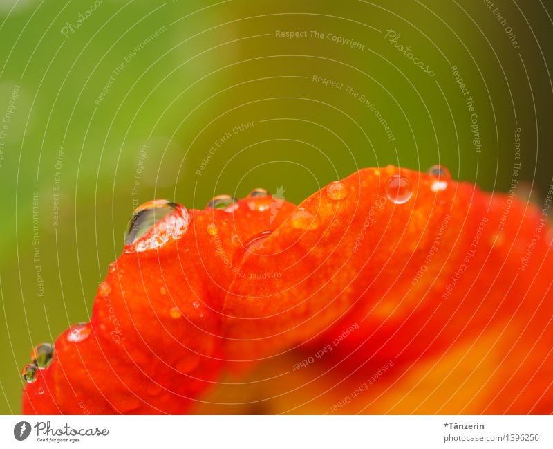 nasturtium Environment Nature Plant Drops of water Sun Summer Autumn Beautiful weather Rain Flower Blossom Nasturtium Esthetic Healthy Wet Natural Clean Green