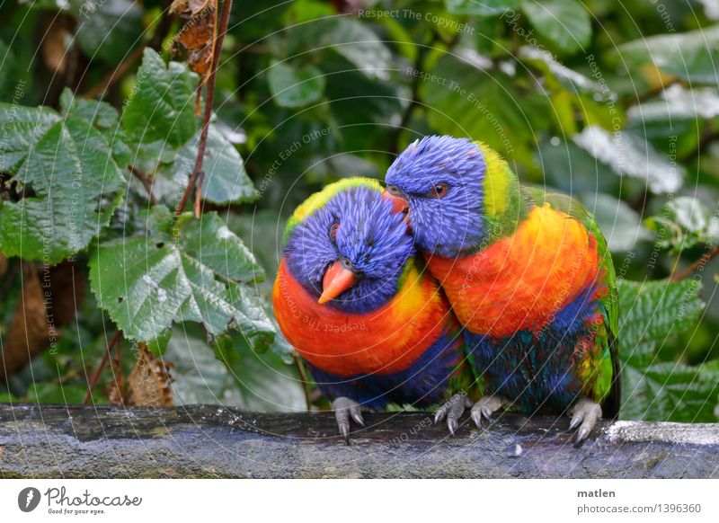 male friendship Bad weather Rain Tree Leaf Garden Animal Bird 2 Pair of animals Rutting season Crawl Cuddly Blue Brown Multicoloured Yellow Green Orange Red