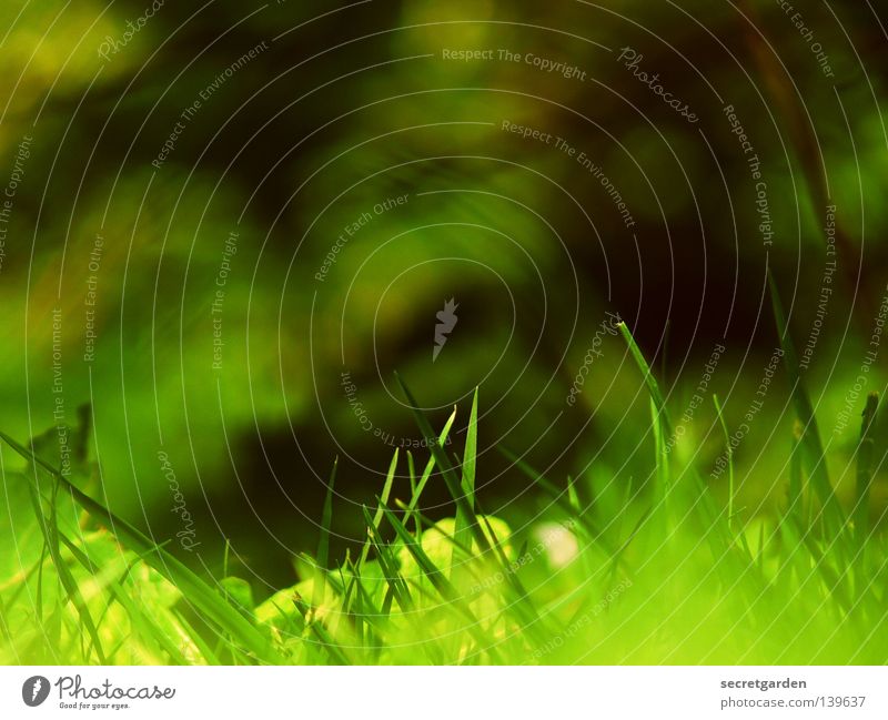 favorite photo Summer Spring Dark Multicoloured Grass Bushes Hatch Far-off places Idyll Hot Leisure and hobbies Sunday Saturday Weekend Park Growth Foreign