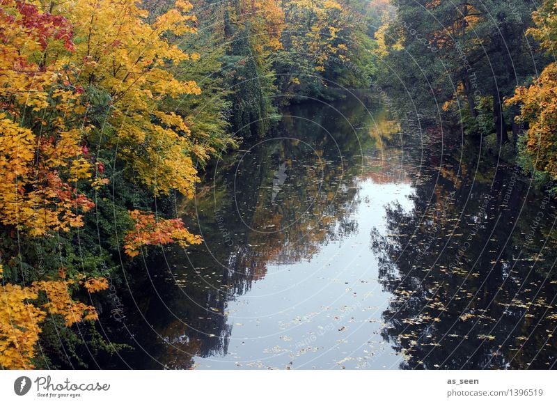 Autumn at the river Wellness Harmonious Senses Calm Meditation Environment Nature Landscape Water Tree Autumn leaves Deciduous tree Park Forest Lake River