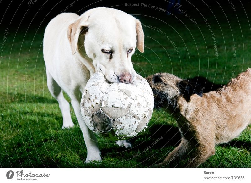 The Terrier Labrador Dog Playing Brave Possessions Power struggle Animal Bite Argument Animal training Might Fight aport westphalia terrier 2 Baby animal