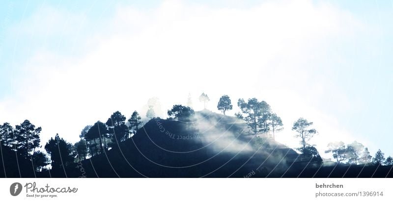 shadow play Vacation & Travel Tourism Trip Adventure Far-off places Freedom Nature Landscape Sky Clouds Fog Tree Forest Hill Mountain Caldera de Taburiente