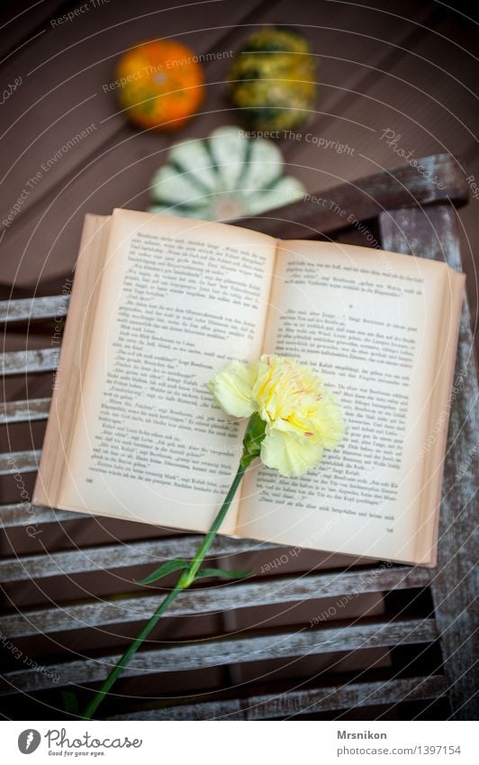 carnation Media Print media Book Reading Beautiful Page Dianthus Reading matter Bookworm Flower Pumpkin Pumpkin time Autumnal Relaxation Restorative