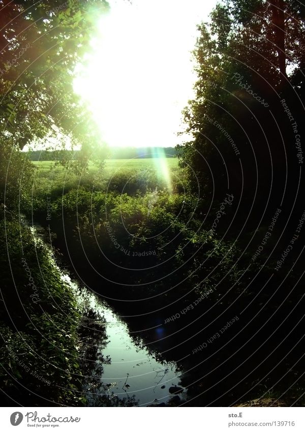 early morning | flowing pt.4 Moody Posture Meadow Field Far-off places Sunrise Morning Tree Treetop Leaf Horizon Silhouette Black Shadow Darken Fog Calm Green