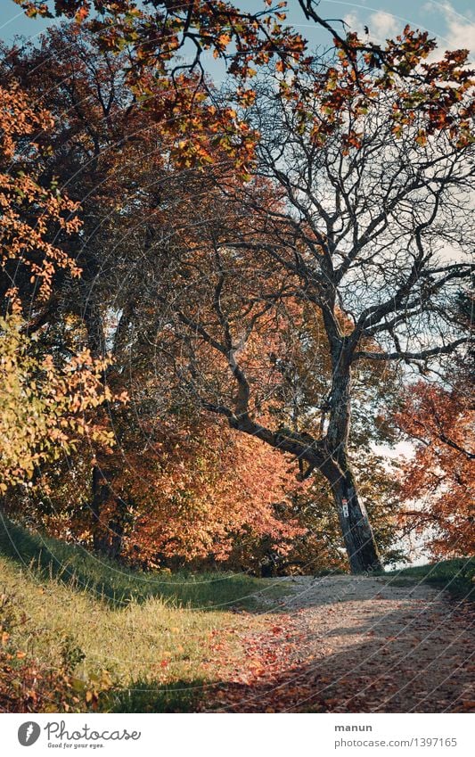 shouted down Nature Landscape Autumn Beautiful weather Tree Autumnal Autumn leaves Early fall Autumnal colours Automn wood Natural Blue Brown Multicoloured