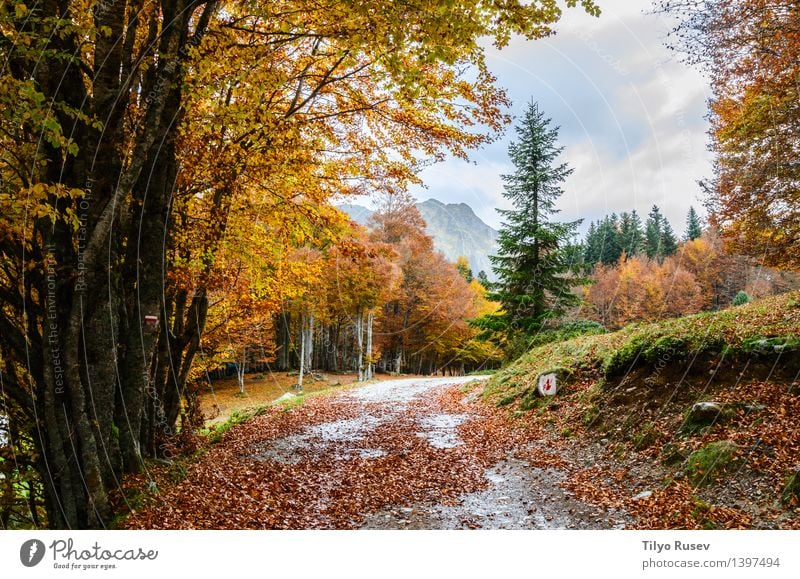 Pyrenees Atlantiques Beautiful Sun Environment Nature Landscape Plant Autumn Tree Leaf Park Forest Lake River Street Lanes & trails Bright Natural Yellow Green