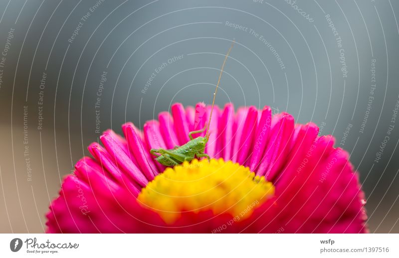 Small grasshopper sitting in a flower Baby Nature Flower Yellow Green Pink Locust Insect House cricket Close-up Detail Macro (Extreme close-up)