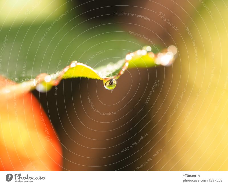 Drops VI Nature Plant Sun Summer Autumn Rain Flower Leaf Garden Esthetic Fresh Wet Natural Beautiful Green Orange Attentive Calm Dew Colour photo Multicoloured