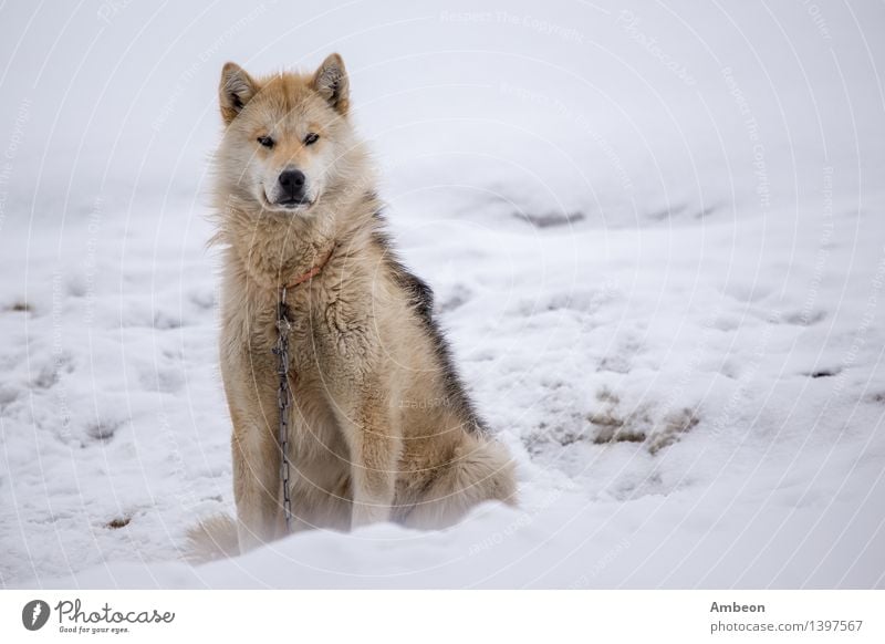 Dog sledding in Greenland Vacation & Travel Adventure Winter Snow Nature Pet Sit Natural North action animals The Arctic Beauty Photography care cold Frost