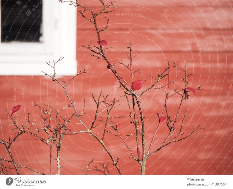 shades of red Bushes Garden Deserted House (Residential Structure) Hut Window Friendliness Positive Red Wooden house Colour photo Multicoloured Exterior shot