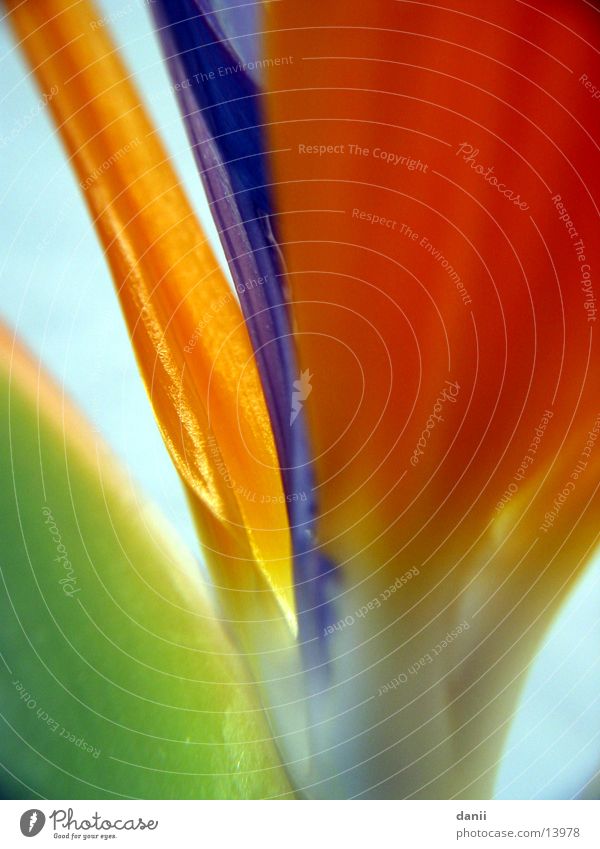 strelitzie Strelizia Bird of paradise flower Flower Plant Macro (Extreme close-up) Orange