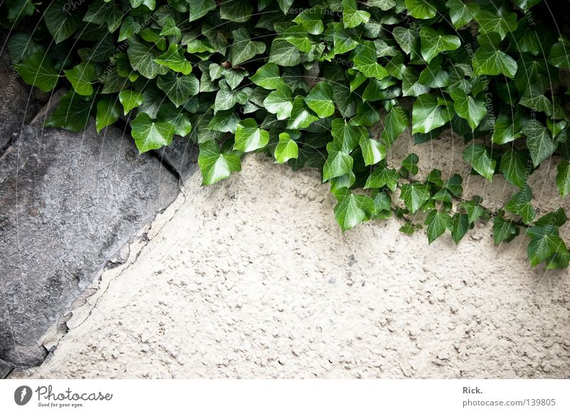 .climbing wall. Mountaineering Climbing Free-climbing Wall (building) Plaster House (Residential Structure) Derelict Old Rustic Ivy Creeper Plant Leaf Green