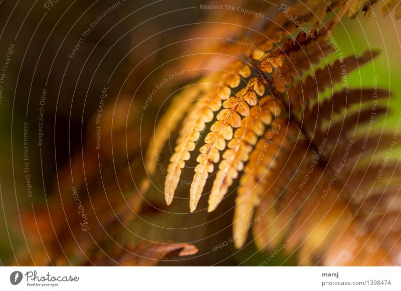 Decorated in autumn Autumn Plant Fern Wild plant Illuminate Elegant Yellow Gold Autumnal Autumnal colours Colour photo Multicoloured Exterior shot Close-up