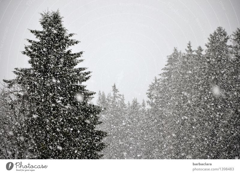 It's snowing - and how! Environment Nature Landscape Winter Snow Snowfall Forest Fir tree Black Forest Many Gray Moody Expectation Joy Climate Change