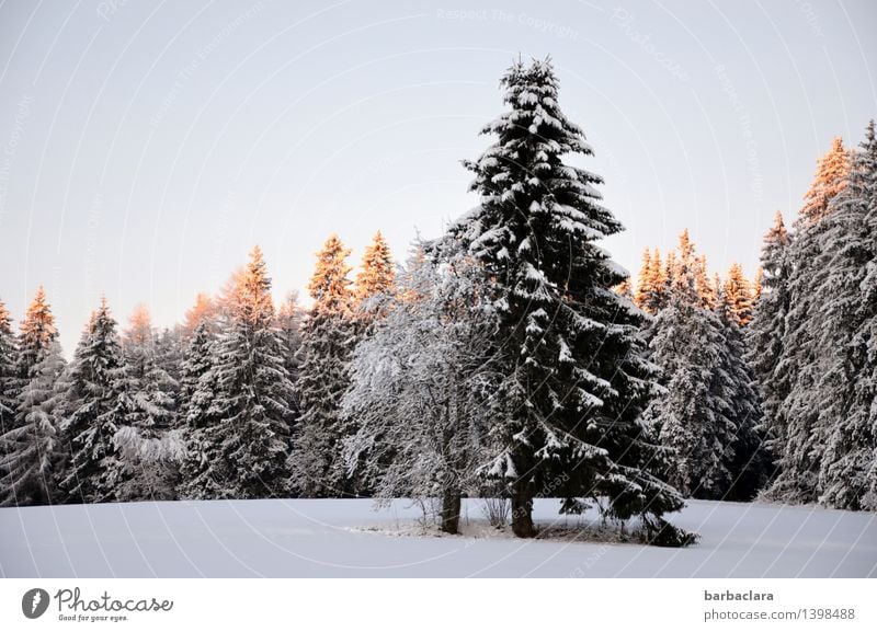 Christmas tree lighting Nature Landscape Winter Climate Snow Fir tree Forest Black Forest Illuminate Bright Moody Anticipation Beginning Idyll Environment