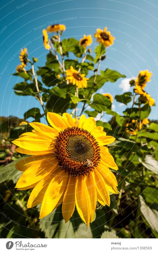 Late summer beauty Life Plant Summer Autumn Sunflower Illuminate Joie de vivre (Vitality) Hope Blossoming Splendid Open Skyward Fantastic Colour photo