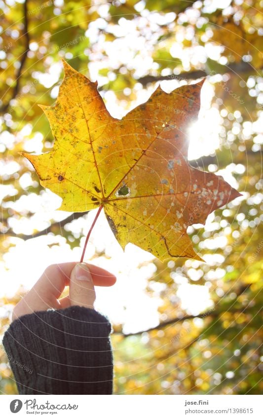 Autumn lights ll Joy Calm Meditation Vacation & Travel Thanksgiving Nature Weather Beautiful weather Plant Tree Leaf Maple leaf Maple tree Garden Forest