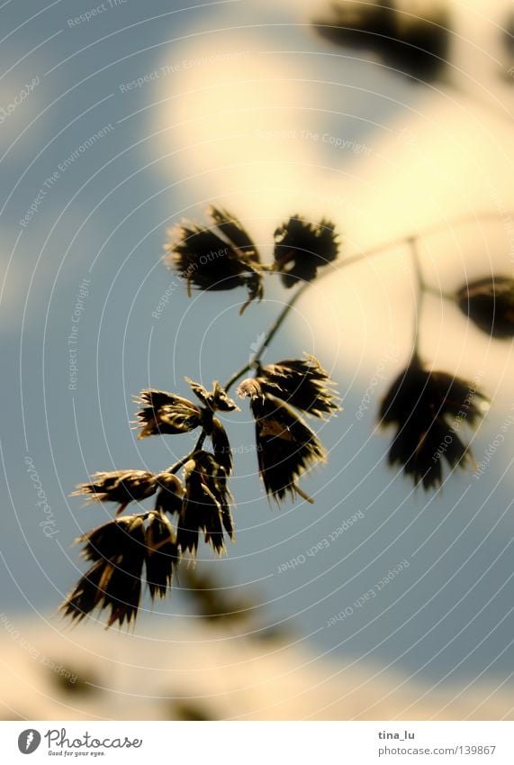 summer grass Spring Summer Sky blue Light blue Bushes Blossom White Blossom leave Brown Green Fresh To enjoy Physics Sunbeam Dream Grass Blade of grass Blue sky