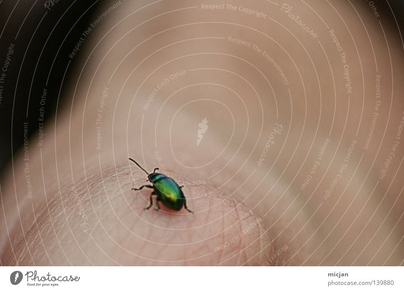 H08 - Photocase bug Beetle Bow Small Macro (Extreme close-up) Hand Skin Behind Flying Green Glimmer Lighting Crawl Insect Cute To hold on Blur Pests Poison