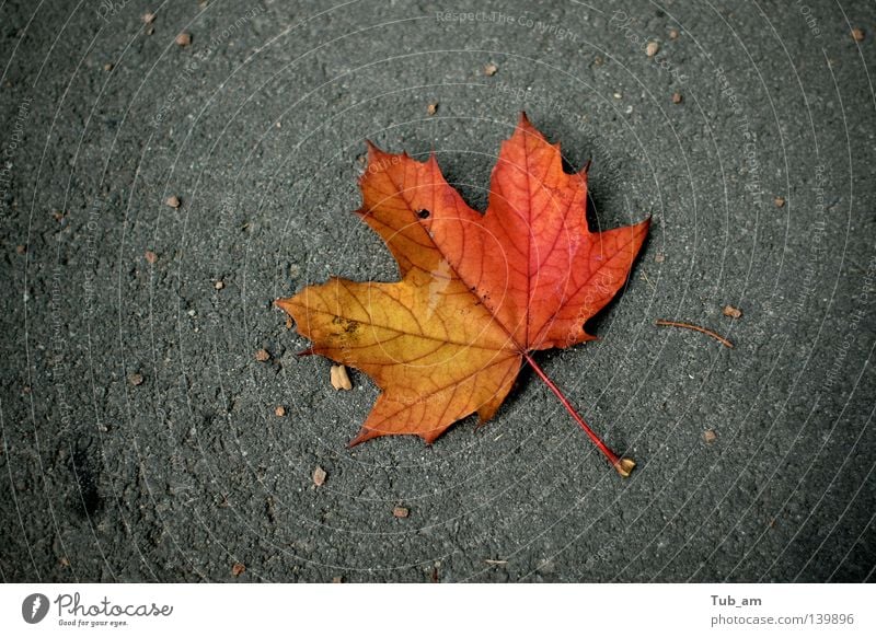 Gestrandet Autumn Contrast Seasons Colour Fallen October September Leaf Maple leaf Autumn leaves Autumnal colours 1 Individual Limp