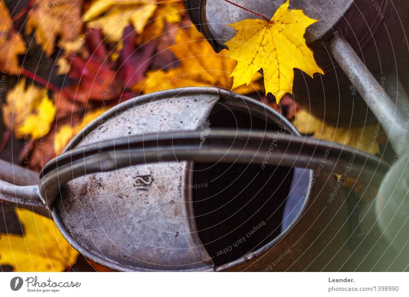 Autumn Art Sun Sunlight Garden Park Watering can Happiness Curiosity Yellow Gold Gray Identity Idyll Leaf Beautiful Metal Esthetic Autumnal foliage Colour photo