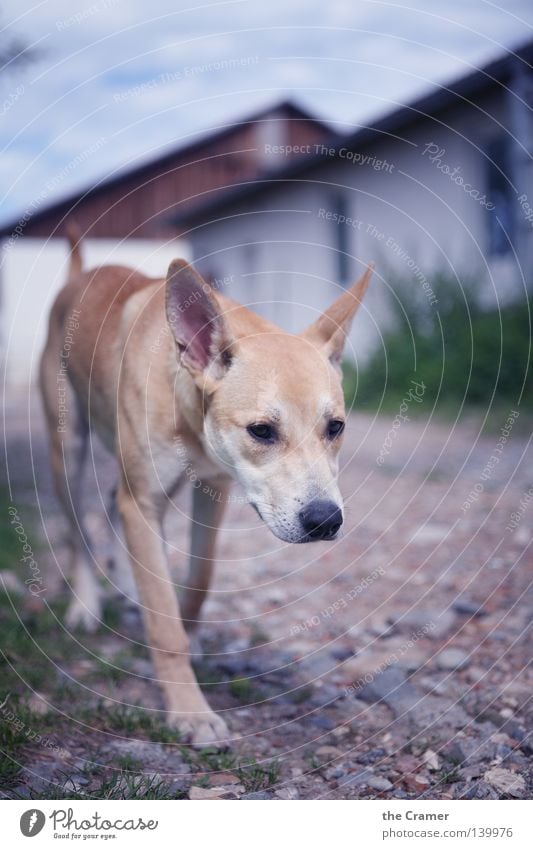 Lotte on her travels Dog Puppy Hiking Going Stone Brash Animal Wolf Gold Yellow Snout Land-based carnivore Loyalty Alert Watchfulness Honest Mammal