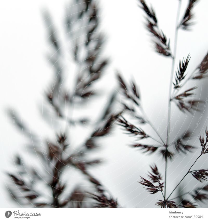 saint etienne Grass Fern Plant Nature Blade of grass Macro (Extreme close-up) Park Horticulture White Goodbye Salutation Background picture Seed