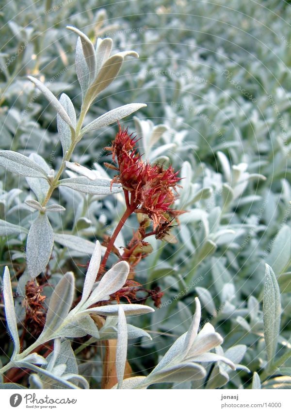 Red Queen Flower Blossom Leaf Plant Green Garden Contrast