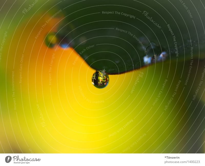 Drops VII Nature Plant Elements Water Drops of water Autumn Rain Flower Leaf Esthetic Fresh Uniqueness Natural Beautiful Yellow Colour photo Multicoloured