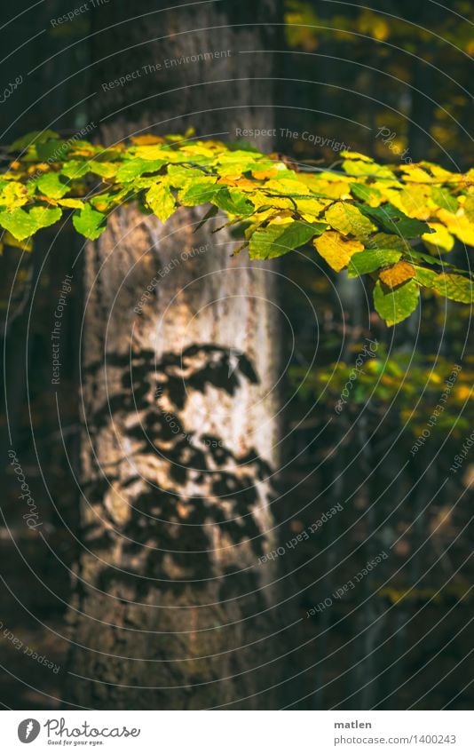 Sun leaf and shadow leaf Nature Landscape Plant Autumn Tree Leaf Forest Yellow Green Darken Beech tree Peoples Tree bark Colour photo Subdued colour