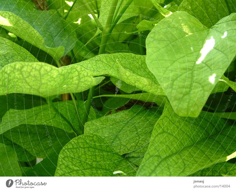 leaf green Tree Leaf Green Surface Light Structures and shapes Nature Sun