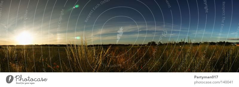 Sun dance in the grass Sunset Bushes Life Clouds Yellow Red Edge Evening Meadow Green Tree Horizon Panorama (View) Edge of the forest Light Moody Dusk Waves Sky