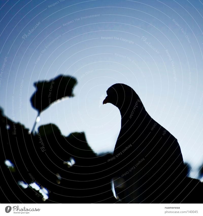 Streptopelia Pigeon Tree Leaf Light Black Dark Pierce Animal Bird Park Turteltaube schrägeinfallendes Licht Shadow Blue Graffiti ruanorosa Elegant streptopelia