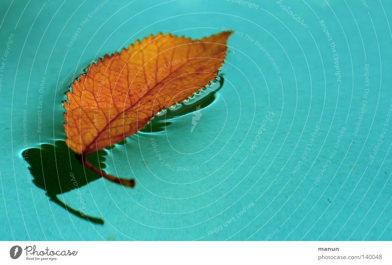 la feuille Leaf Rachis Water Drops of water Shadow Turquoise Blue Yellow Red Orange Dyeing Black Go under Fresh Wet Float in the water To fall Swimming pool