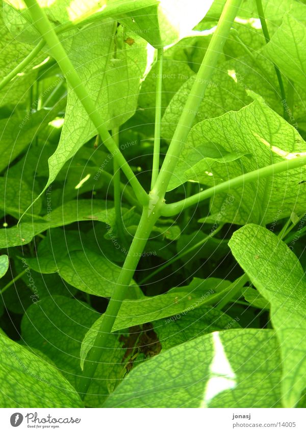 natural colour Tree Leaf Green Stalk Surface Nature Structures and shapes