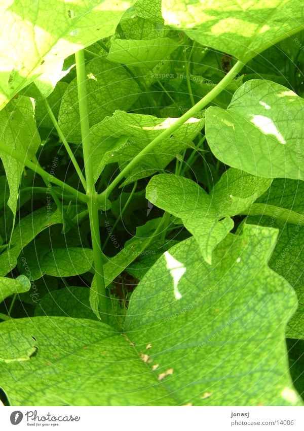 foliage Tree Leaf Green Stalk Surface Nature Structures and shapes