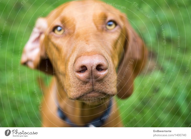 open your ears! Animal Pet Dog 1 Observe Listening Beautiful Curiosity Brown Green Wait Odor Magyar Vizsla Hound Colour photo Multicoloured Exterior shot