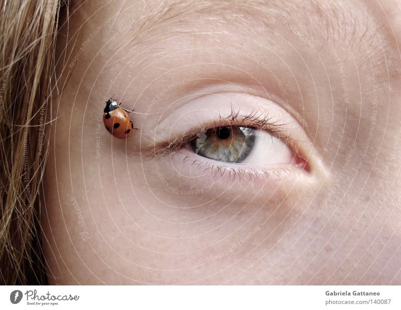 near Ladybird Red Crawl Green Beautiful Happy Orange Beetle Fear Eyes Blue Nature Point little animal