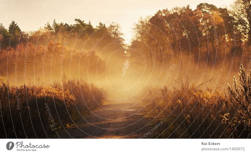 autumn afternoon Nature Landscape Plant Sun Autumn Beautiful weather Fog Ice Frost Tree Bushes Forest forest path Esthetic Natural Brown Yellow Gold Moody